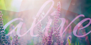 Church banners and signs